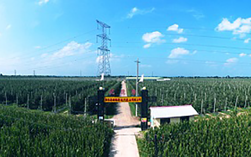 靈臺(tái)優(yōu)德隆農(nóng)業(yè)公司1300畝果園安防監(jiān)控、網(wǎng)絡(luò)機(jī)房案例